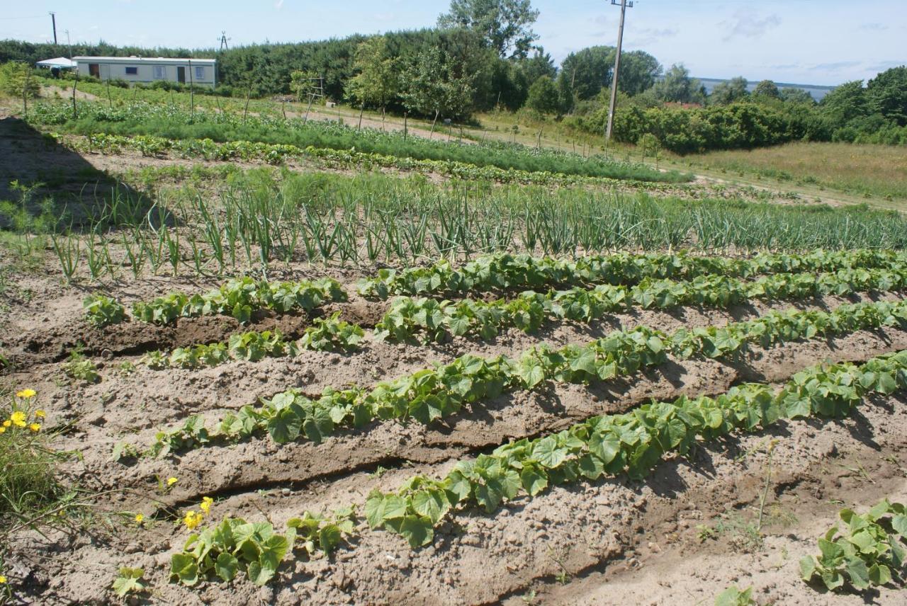 Agrodomki Okej -Dom Koko Gardna Wielka Eksteriør billede